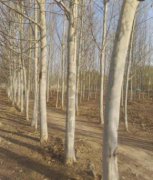 7年协议拿不到手，林权转让合同无人履行 树木枯死谁来承担？