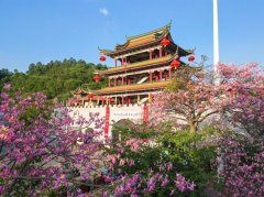 青山之上的“程序之困”--广东观音山国家森林公